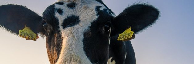 Lee más sobre el artículo Lacteos y Carnes 2023