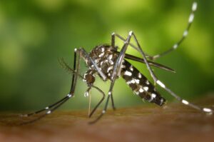 El espécimen que transmite la enfermedad es el Aedes aegypti.