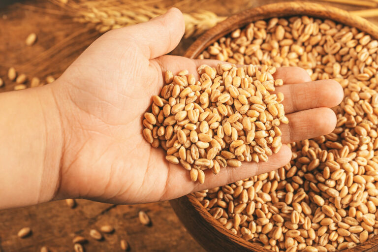 Lee más sobre el artículo Auxiliar en Agroindustria – Administración comercial en el mercado de granos