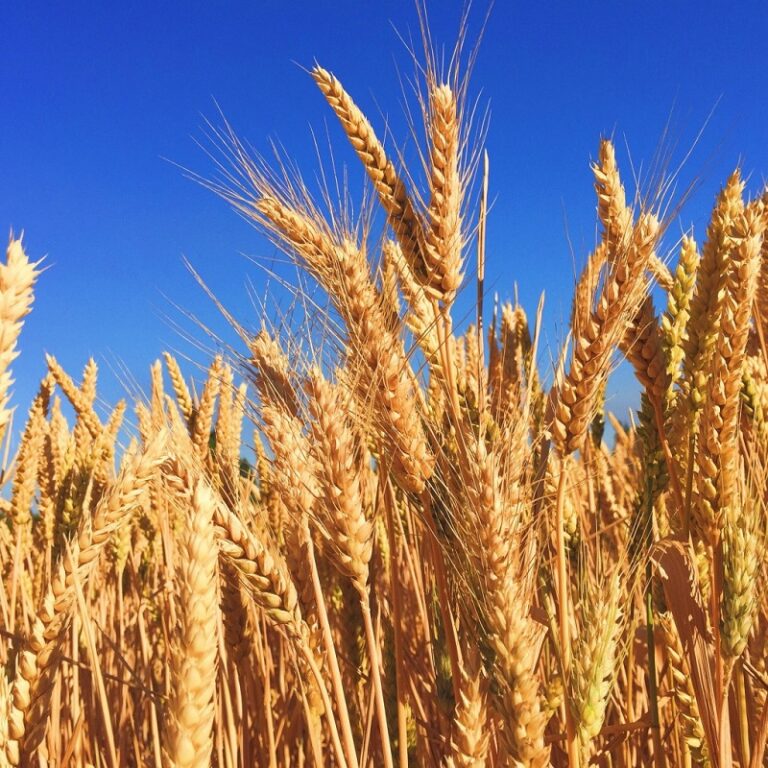 Lee más sobre el artículo ¿Quién se ha llevado mi trigo? | Sector agropecuario