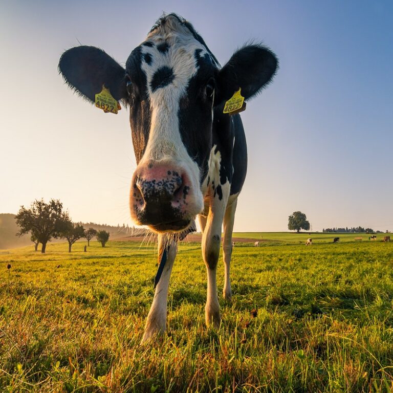 Lee más sobre el artículo Lacteos y Carnes 2023 | Sector Ganadero