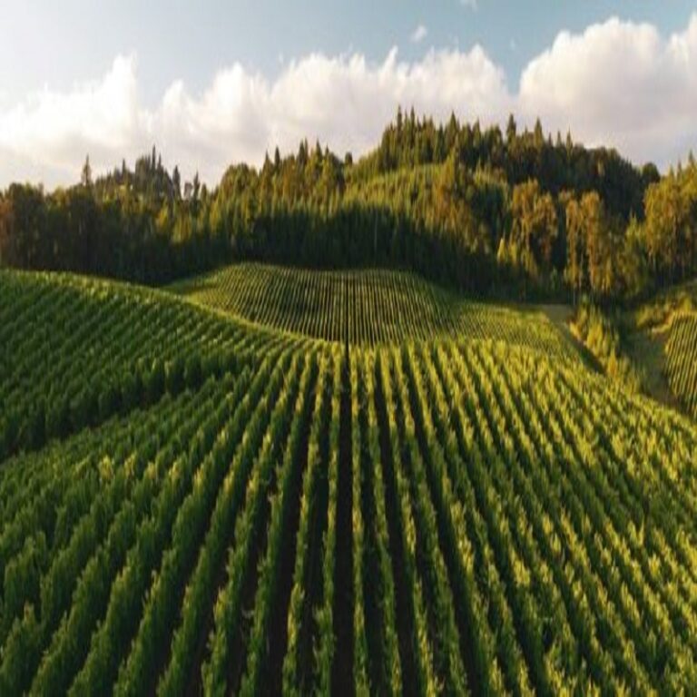Lee más sobre el artículo Monitor Agropecuario – Campaña 2022-2023