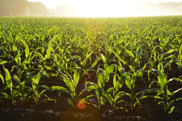 Lee más sobre el artículo Monitor Agropecuario | Campaña 2023-2024