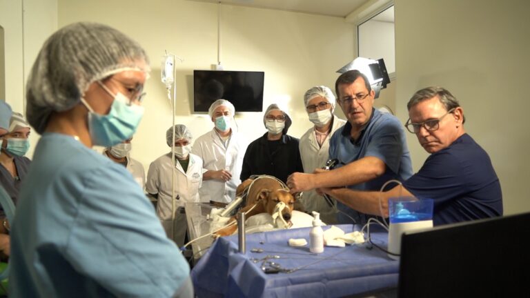 Lee más sobre el artículo Curso de posgrado “Salud Animal desde la visión de Una Salud”