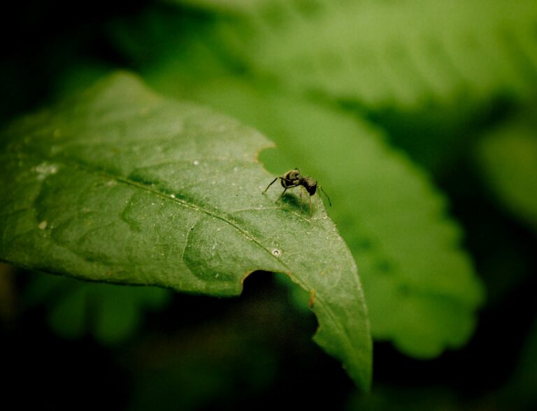 Lee más sobre el artículo Al ritmo de las hormigas