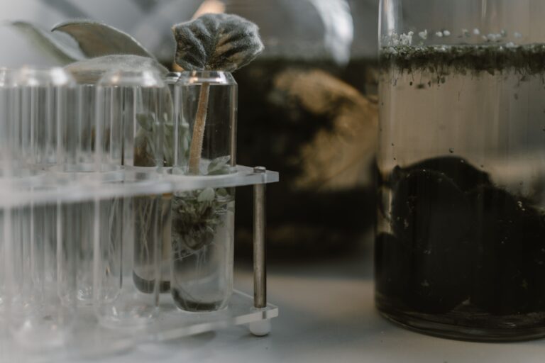 Lee más sobre el artículo AUGM: Ciclo de charlas de Productos Naturales Bioactivos